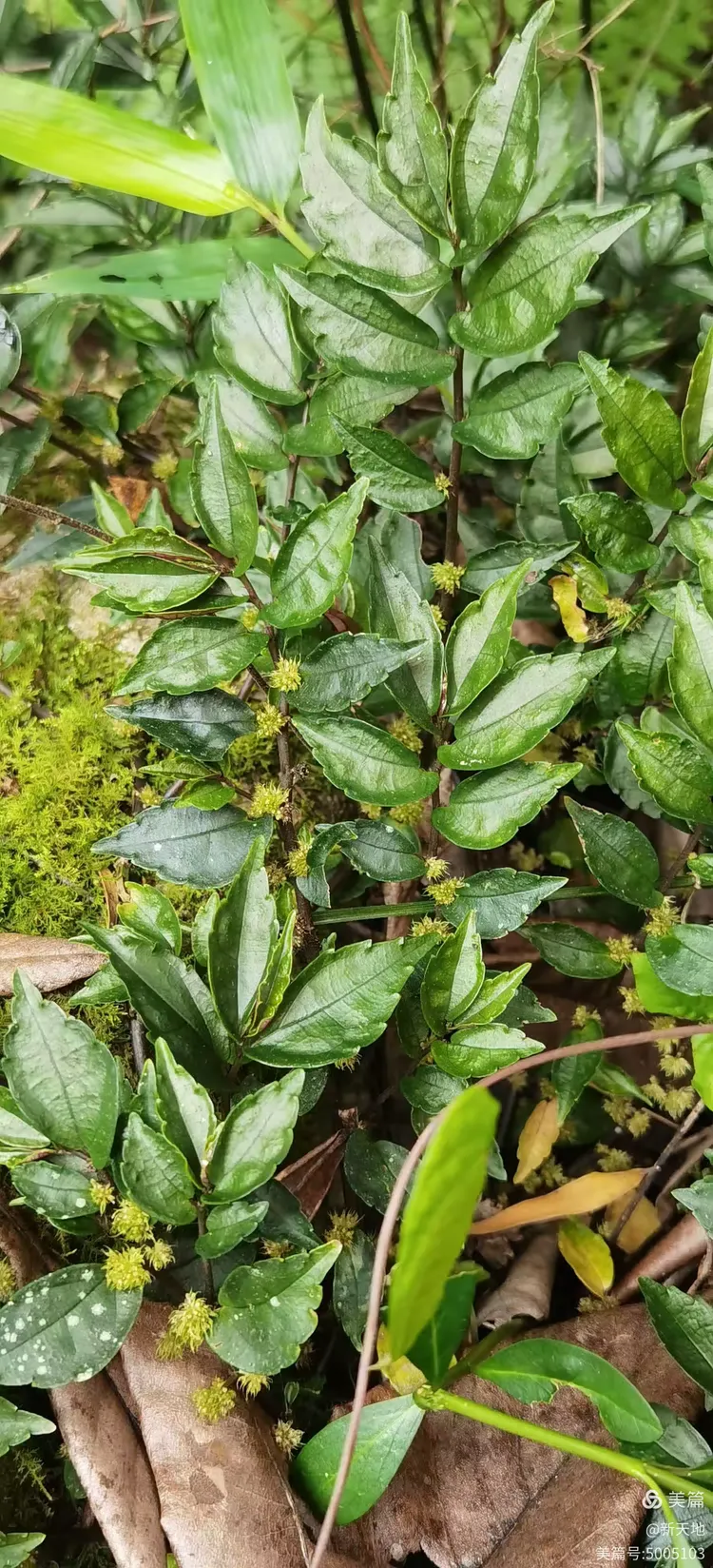 植物观赏 短叶赤车